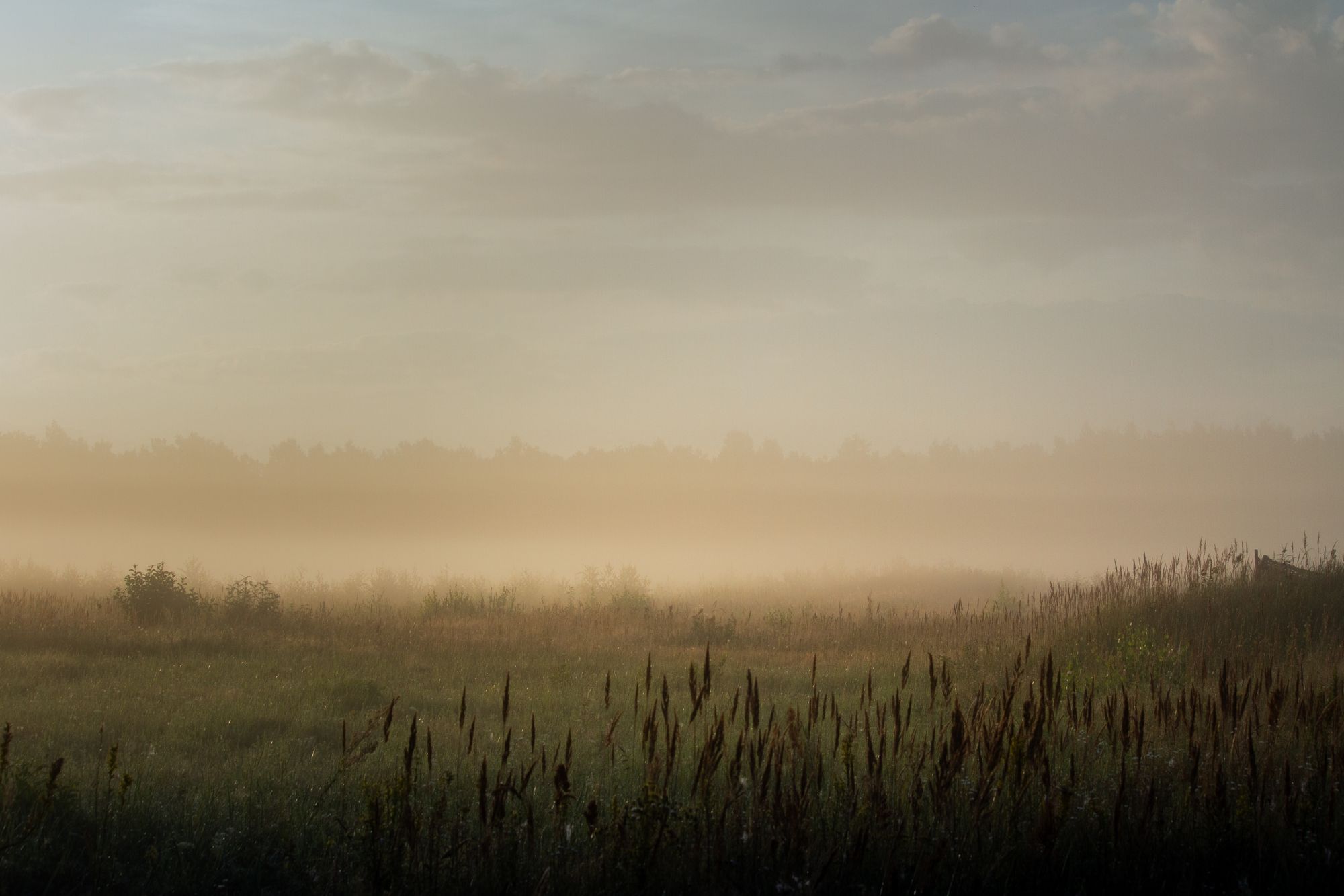 A quiet meadow in the morning mist